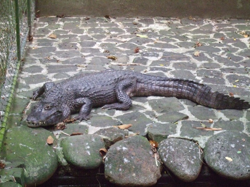 Mauritius 2010 - 0326 